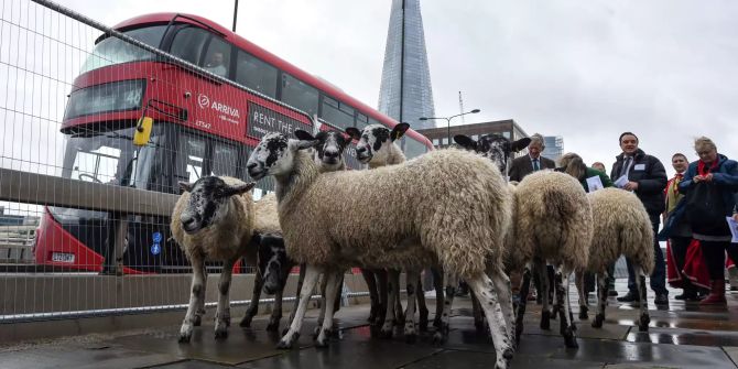 Schafe London Bridge