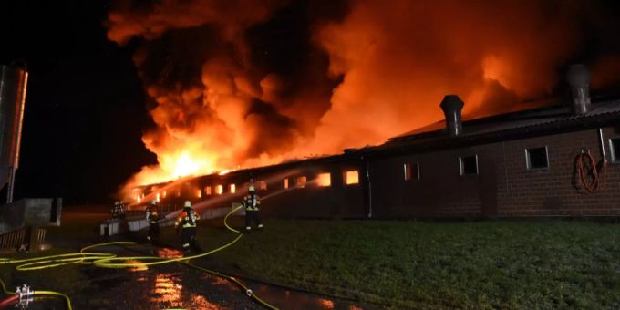 Brand Sax SG: Bei einem Grossbrand in einem Schweinestall sind am Montagmorgen rund 300 Schweine ums Leben gekommen. brand sax sg
