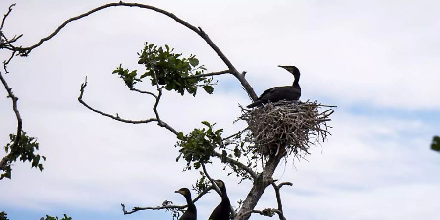 Nach Angaben der Schweizerischen Vogelwarte Sempach gab es 2018 landesweit rund 2400 Brutpaare des Kormorans. Mehr als die Hälfte davon brüten am Neuenburgersee.