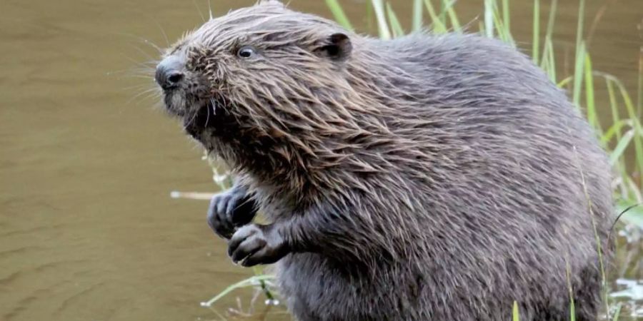 Biber, Wolf und Goldschakal sind in Europa auf dem Vormarsch. Foto: Felix Heyder