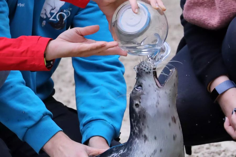 Lotte schnappt nach dem Taufwasser.