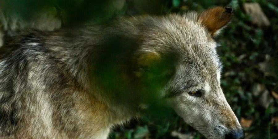 Ein Wolf im belgischen Tierpark Pairi Daiza