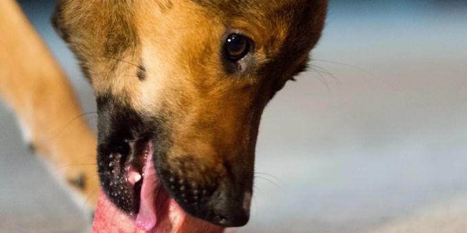 Für Mensch gefährlich - Hundefutter als Quelle multiresistenter Keime