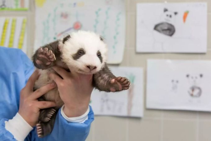 Die Panda-Babys wiegen inzwischen schon drei Kilo. Panda