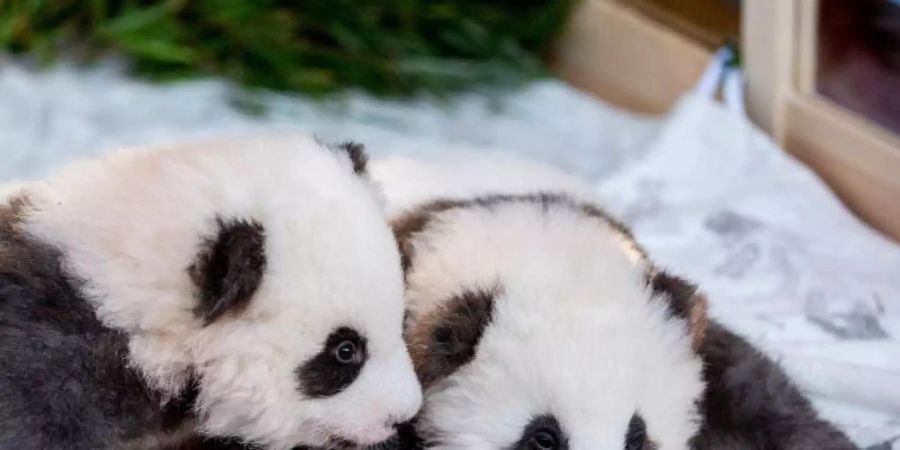 Die Panda-Zwillings-Männchen Meng Yuan (l) und Meng Xiang ganz eng. Foto: Christoph Soeder/dpa