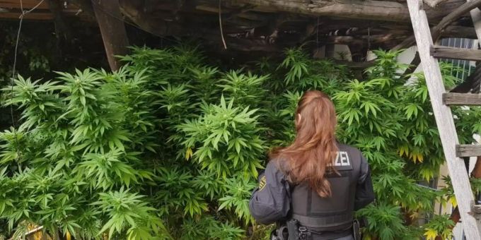 Eine Polizistin untersucht eine Anlage für Hanf. (Symbolbild) Hanf