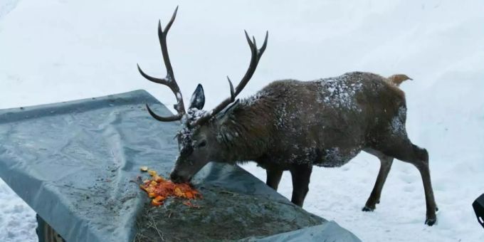 Im Magen eines Hirschs wurden sechs Kilo Plastikmüll gefunden. Die Tiere werden mit Futterangeboten ins Siedlungsgebiet gelockt. Hirsch Plastikmüll
