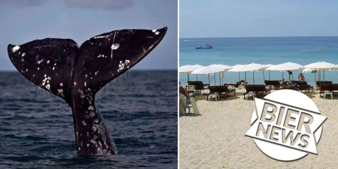 Rund 27 Kilo schwer - Thailänder findet Walkotze und wird Millionär