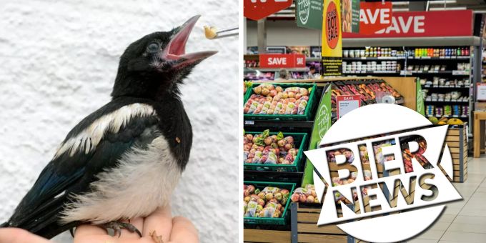 Kein Witz - Gefangene Supermarkt-Elster berührt zehntausende Franzosen!