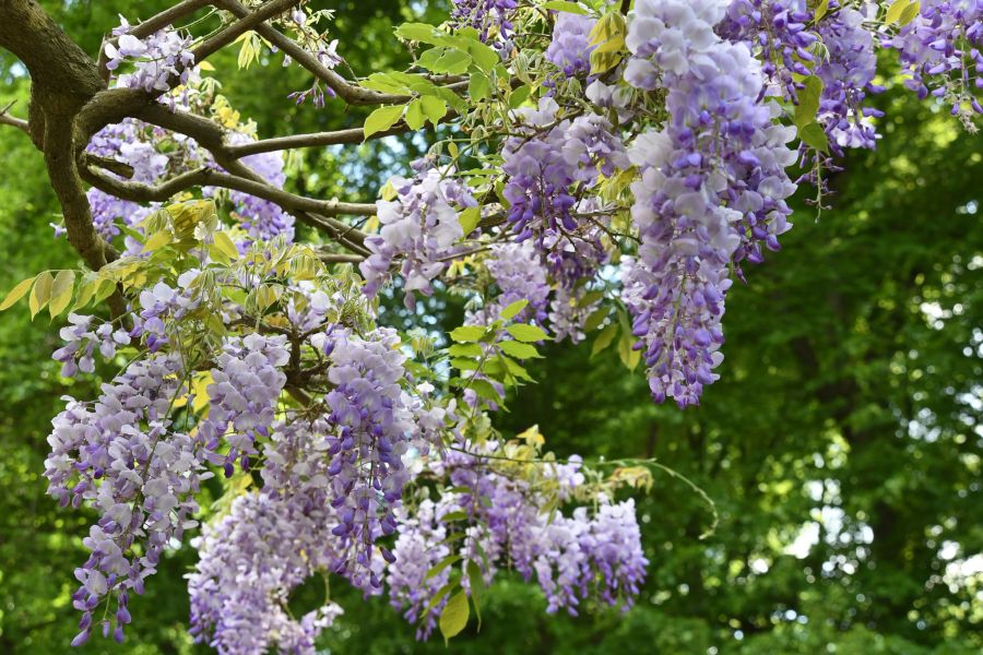Blauregen Blüten Kletterpflanze Baum