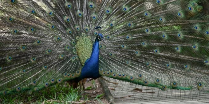 Zwei Pfaue von Autos erfasst und getötet. Pfau