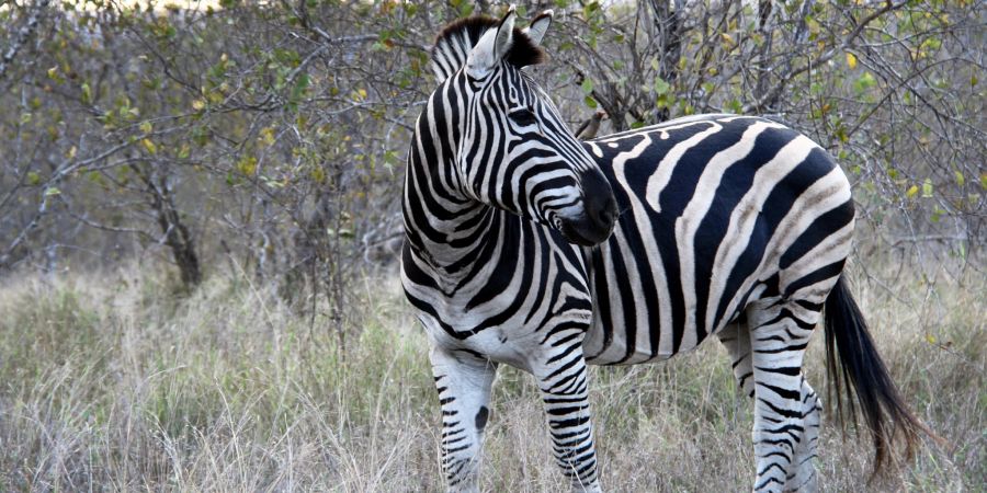 Zebra in Südafrika