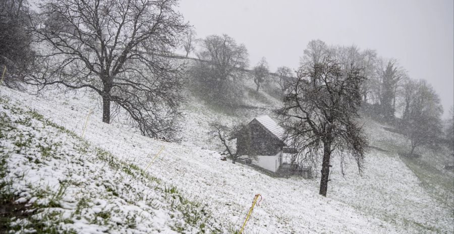 Obstbäume sind oberhalb von Ennetbürgen im Kanton Nidwalden mit Eis und Schnee bedeckt, nachdem eine Kaltfront Schnee bis auf 600 m über Meer brachte, am Freitag, 1. April 2022.