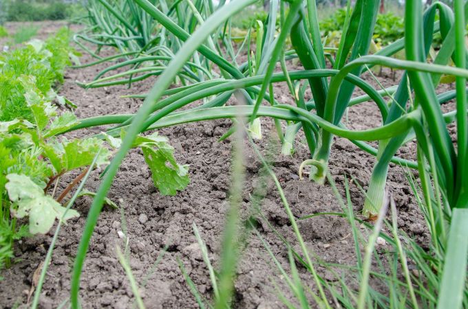 Zwiebeln gehören zu den schwachzehrenden Pflanzen in einem Gemüsebeet. Zwiebeln Gemüsebeet Erde grün