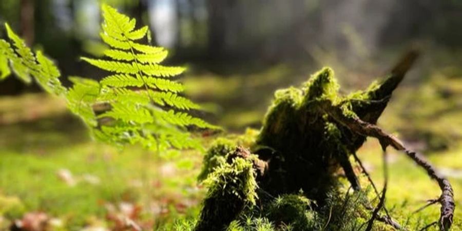 Grüner Boden im Wald