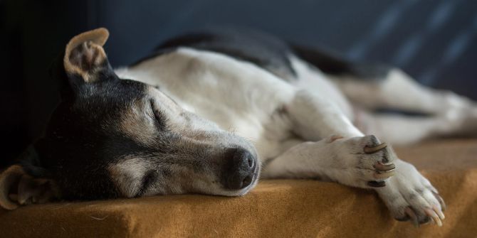 Hund liegen Schlaf