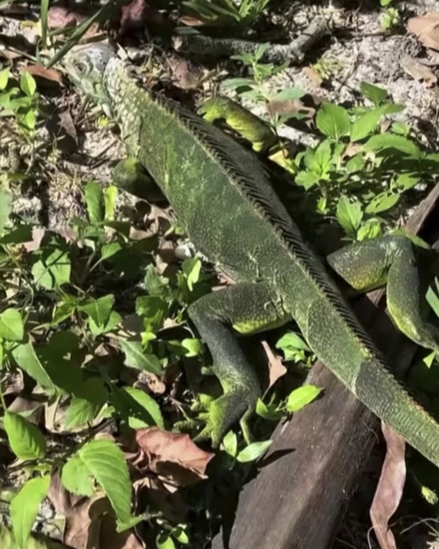 Ein gefrorener Leguan in einem Garten im US-Bundesstaat Florida.