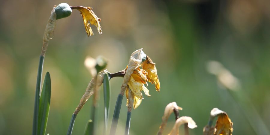 Narzissen trocken Blätter Blüte verblüht