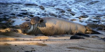 Robbe am Strand