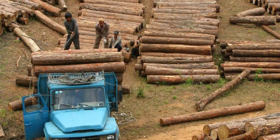 Informieren Umweltorganisationen über illegale Holzschläge, laufen sie Gefahr, verklagt zu werden. Im Bild: Ungesetzliche Abholzung in Myanmar. (Archivbild)