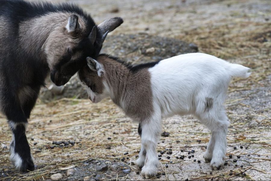 Auch Geissen befinden sich in dem Tierpark.