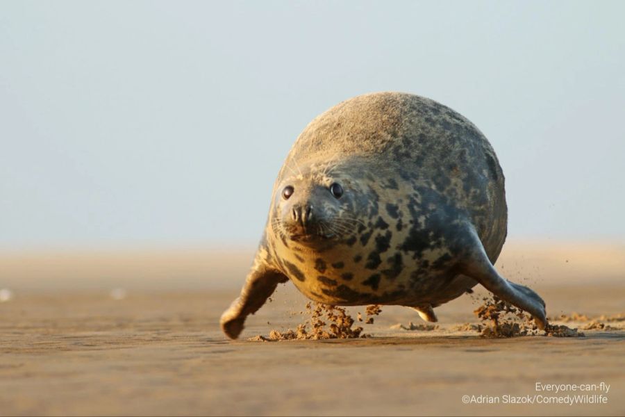 tierfotos comedy wildlife photography awards 2023