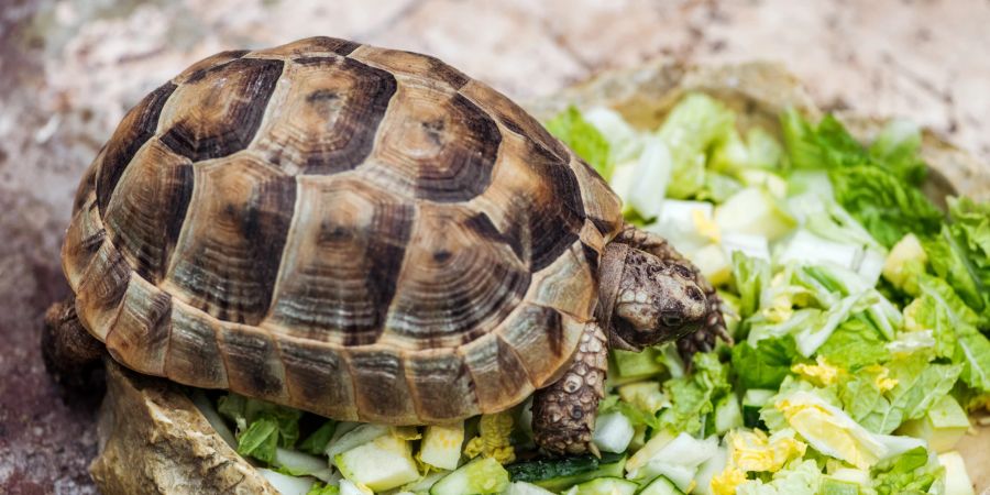Landschildkröten ernähren sich vor allem von Gemüse.