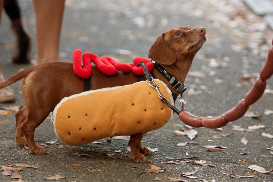 Hund Hotdog