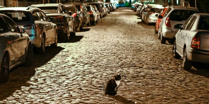 Ein Autofahrer muss 5000 Franken Busse bezahlen, weil er eine Katze angefahren und liegen gelassen hat. (Symbolbild) katze
