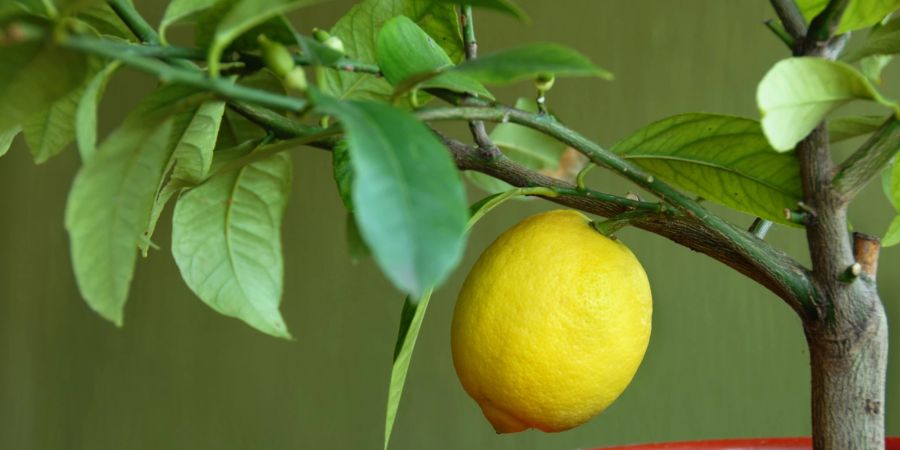 Zitrone auf Zitronenbaum.