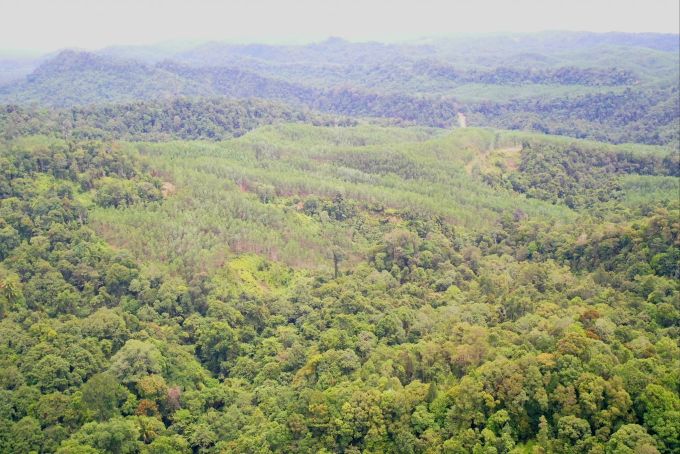 Zu den für Malaysia nicht-einheimischen Bäumen gehören Akazien, die aufgrund ihres kommerziellen Nutzens auf Urwald-Boden gepflanzt werden. Wald Bruno Manser Fonds