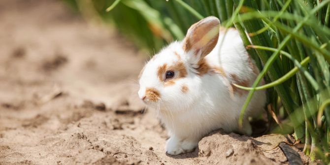 Kaninchen im Gras