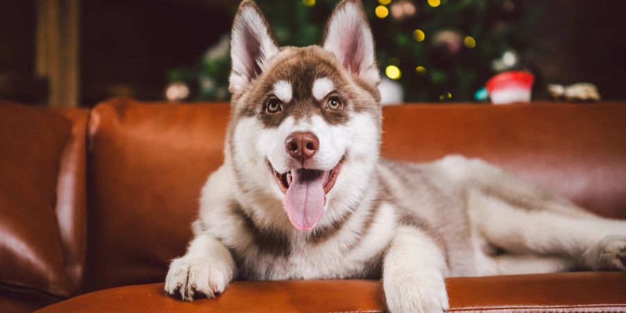 Hund auf Ledersofa