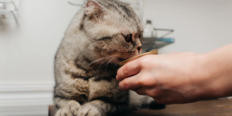 Um hastiges Fressen vorzubeugen, sollten Katzenhalter ihren Stubentigern kleinere Portionen über den Tag verteilt anbieten.