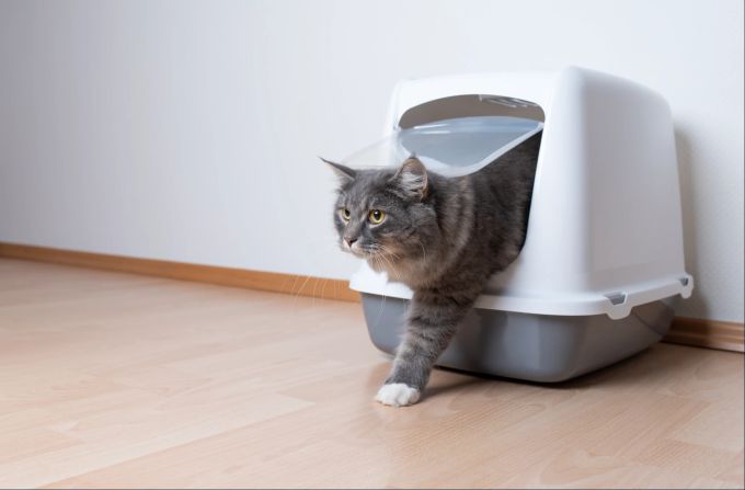 Manche Katzen haben eine Vorliebe für geschlossene Katzentoiletten. Katze, Katzenklo, Katzentoilette
