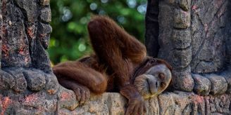 Jakarta - Organisationen fordern Zugang zu gefährdeten Orang-Utans in Indonesien Jakarta - Organisationen fordern Zugang zu gefährdeten Orang-Utans in Indonesien