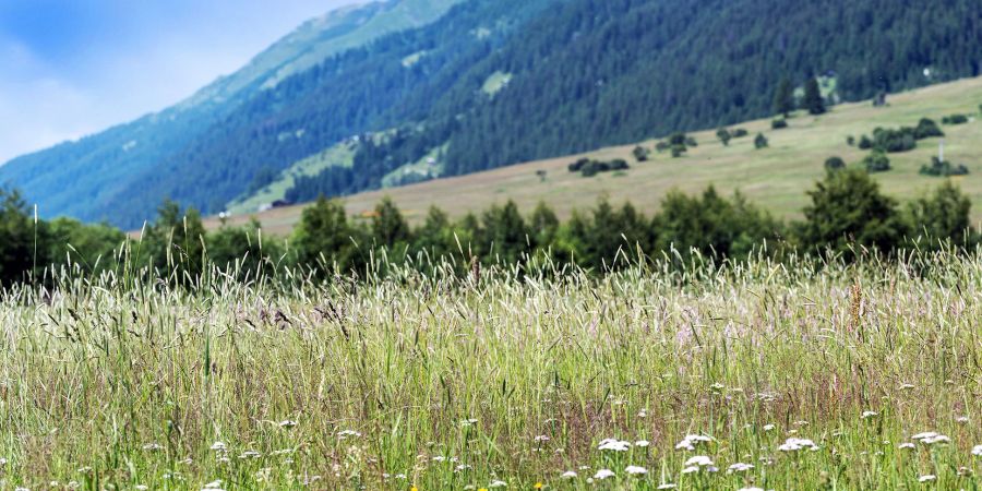 Naturwiese und Landschaft. (Symbolbild)