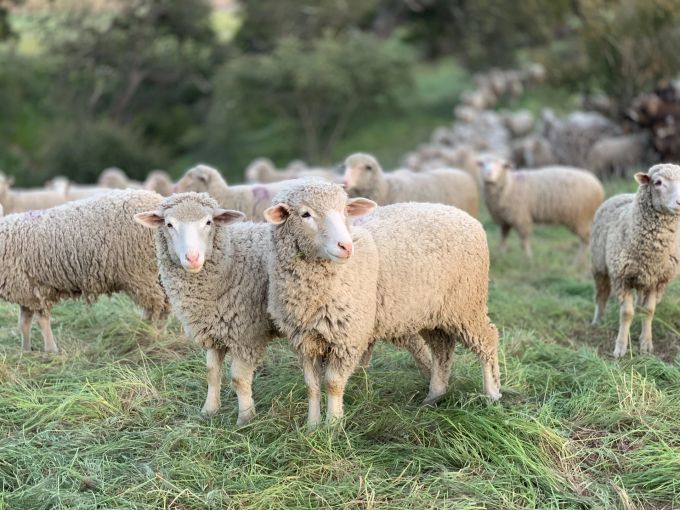 Hier wächst Merino-Wolle. Schafe Wolle Weide Merino