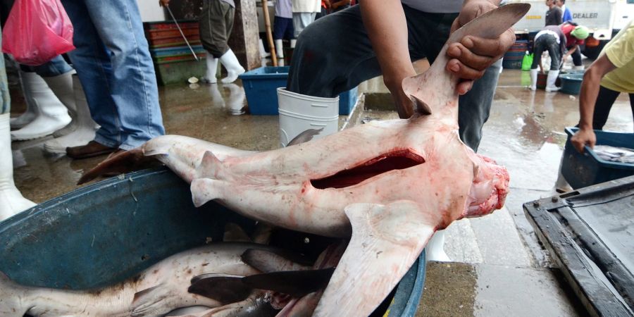 Ein philippinischer Fischer entfernt in Santos City (Philippinen) die Finne von einem Blauhai. Zum Abschluss der Weltartenkonferenz Cites in Panama haben die Vertreter von 184 Staaten ein Schutzpaket für fast 100 Hai- und Rochenarten bestätigt.