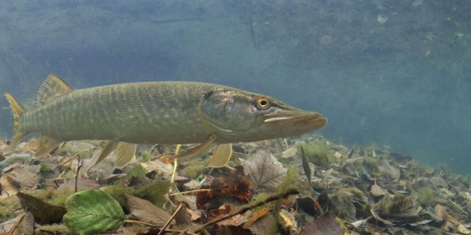 «Frech» - Raubfisch Hecht ist Fisch des Jahres 2023