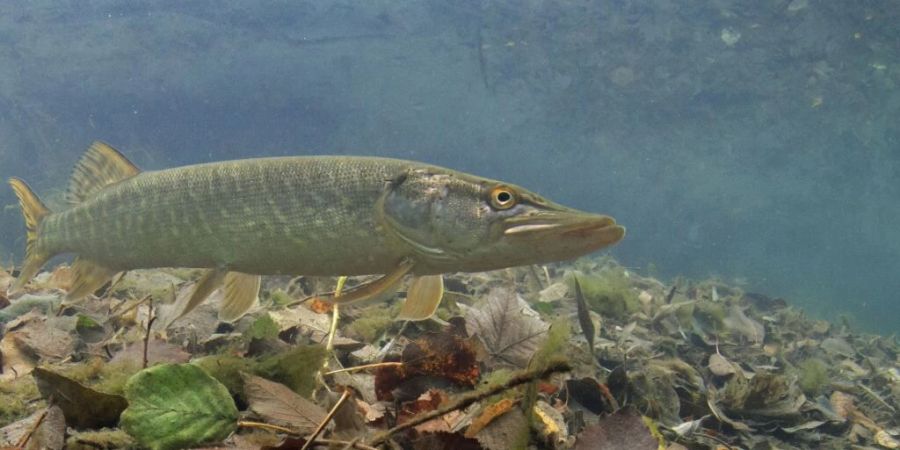 Der Hecht ist vom Schweizerischen Fischerei-Verband (SFV) zum Fisch des Jahres gekürt worden. Laut SFV ist er einer der «beliebtesten und attraktivsten» Fische im Lande.