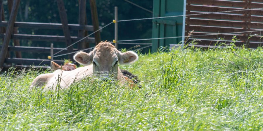 Eine Kuh versteckt im Gras. (Symbolbild)