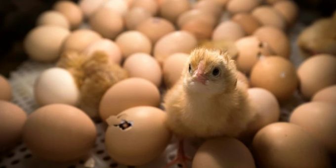 Frisch geschlüpftes Küken Frisch geschlüpftes Küken