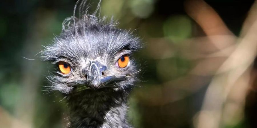 Starrer Blick: ein Emu (im Zoo). Foto: picture alliance / dpa