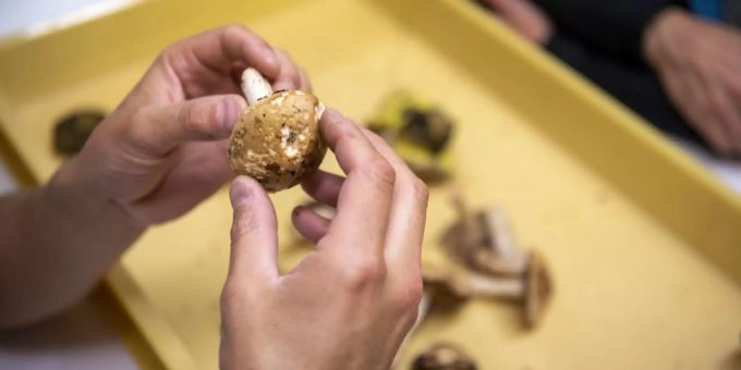 Das BAG empfiehlt dringend, alle Pilze vor dem Verzehr kontrollieren zu lassen. Pilzkontrolle Pilze