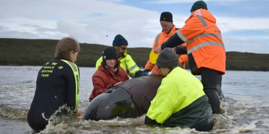 Rettungsaktion für einen der gestrandeten Wale