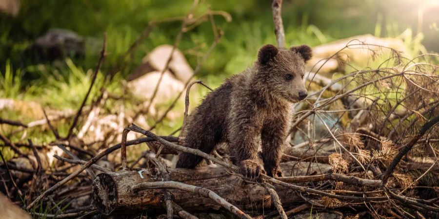 Braunbär WWF Spenden Rumänien