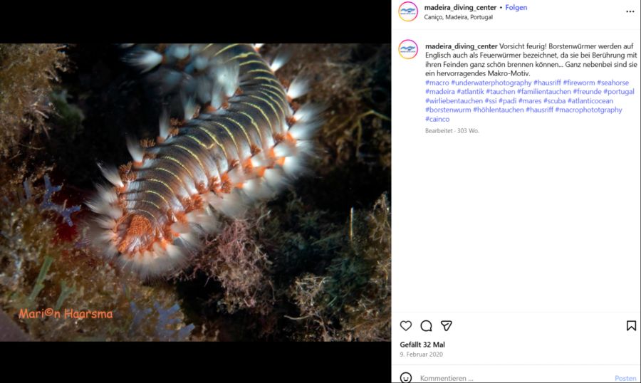 Bei Borstenwürmern führt ausreichend violettes Licht zu einem Augenwachstum.
