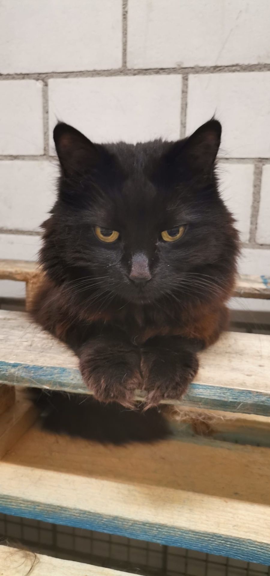 Katze