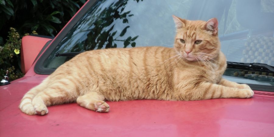 Katze